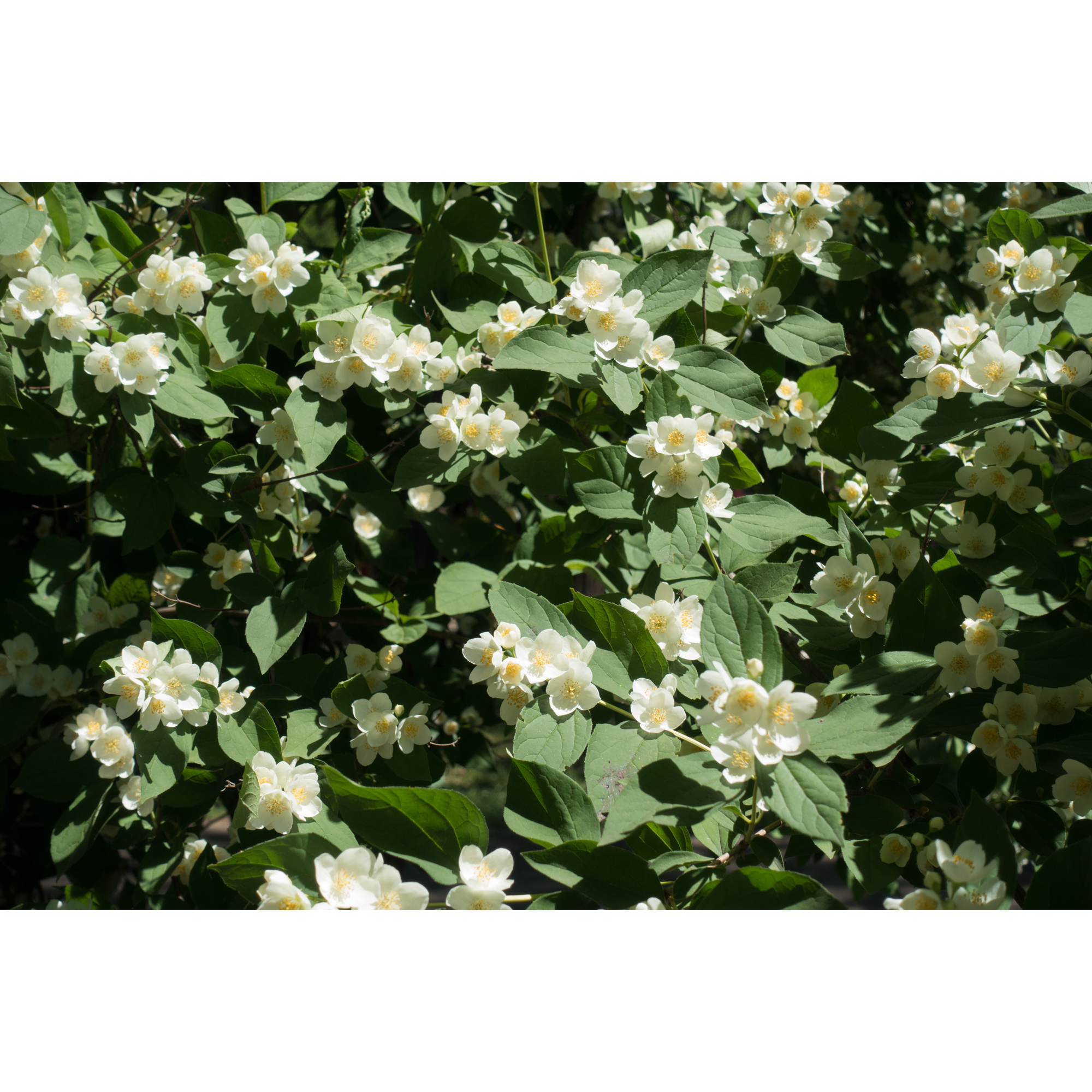 Doftschersmin Omnia Garden Philadelphus Coronarius Finn Co