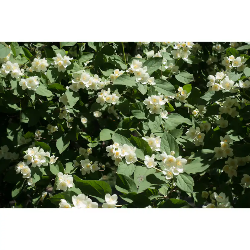 Doftschersmin Omnia Garden Philadelphus Coronarius Finn Co