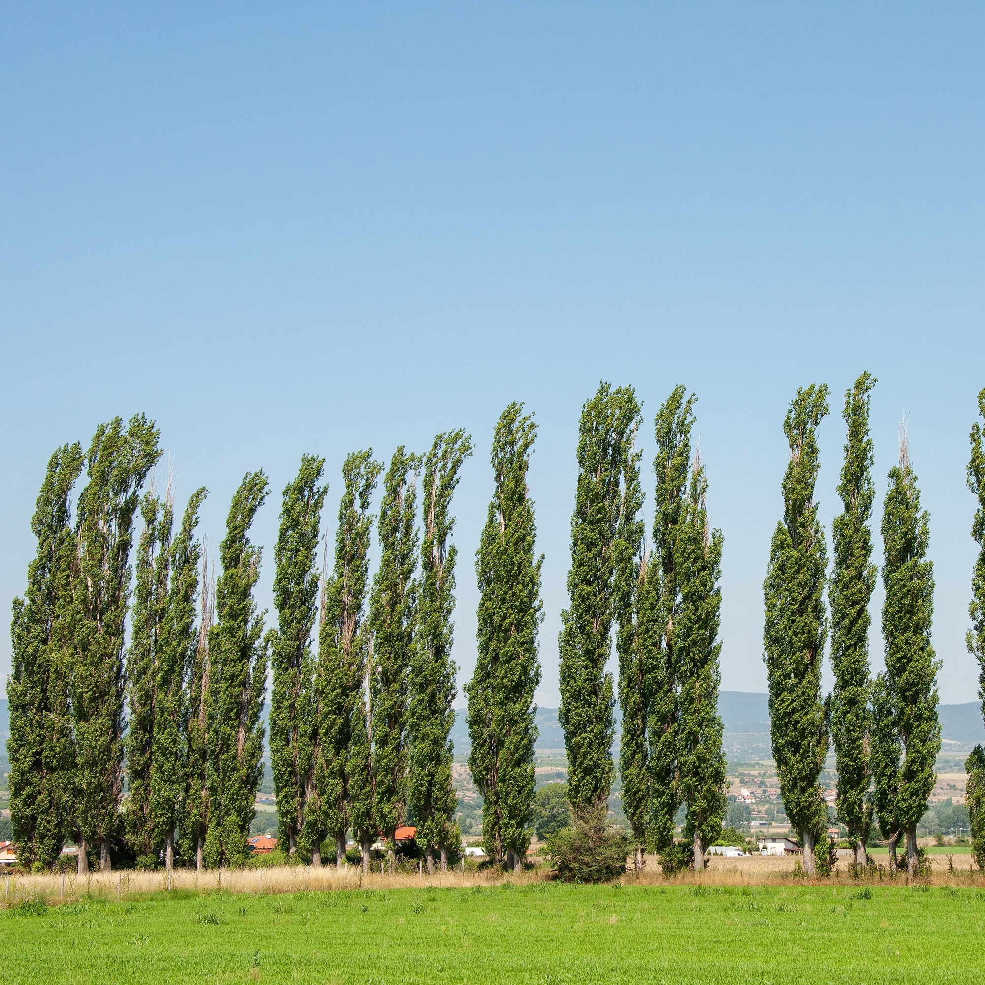 Italiensk Pelarpoppel Omnia Garden Populus Nigra Italica