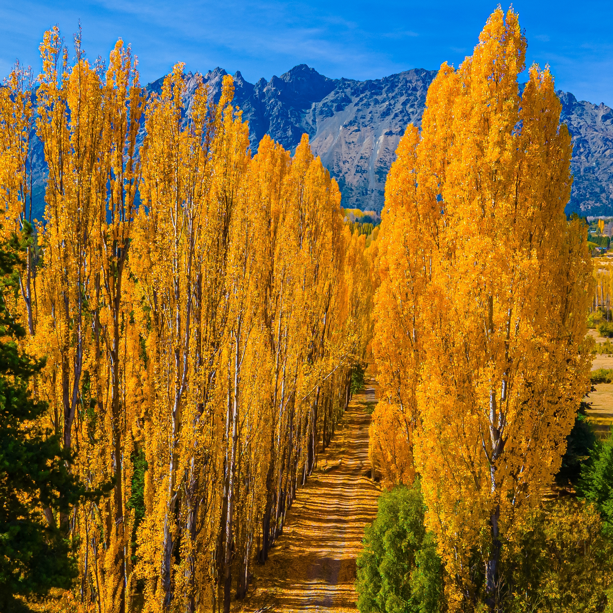 Italiensk Pelarpoppel Omnia Garden Populus Nigra Italica