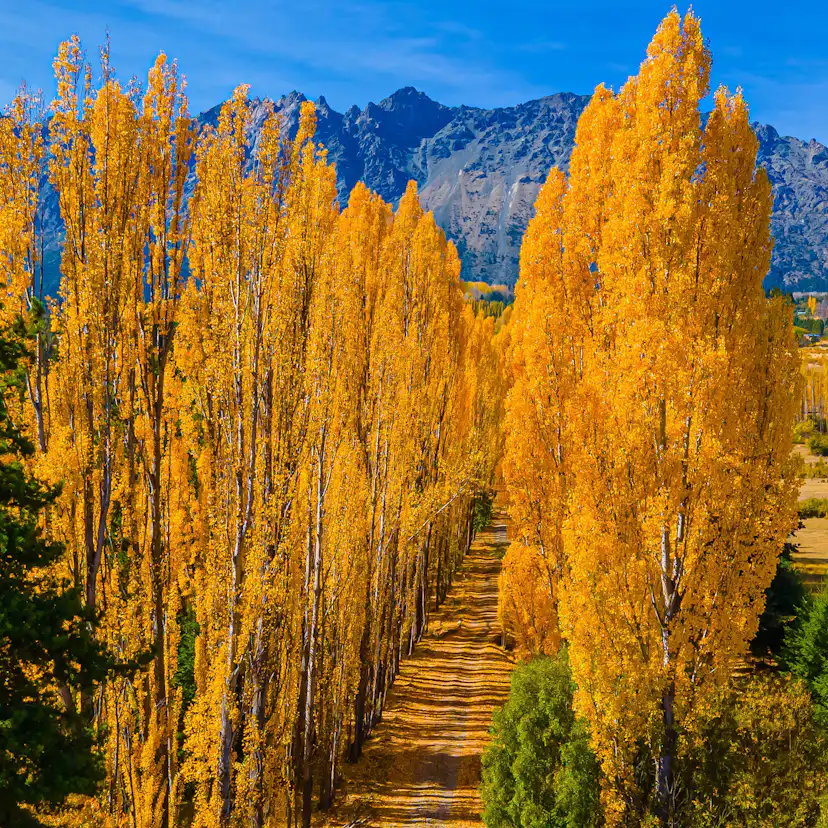 Italiensk Pelarpoppel Omnia Garden Populus Nigra Italica