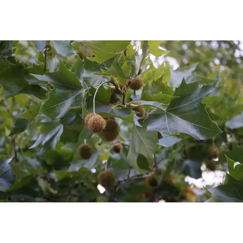 Platan Omnia Garden Platanus X Hispanica Högstam
