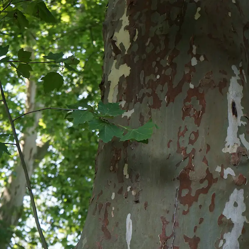 Platan Omnia Garden Platanus X Hispanica Högstam