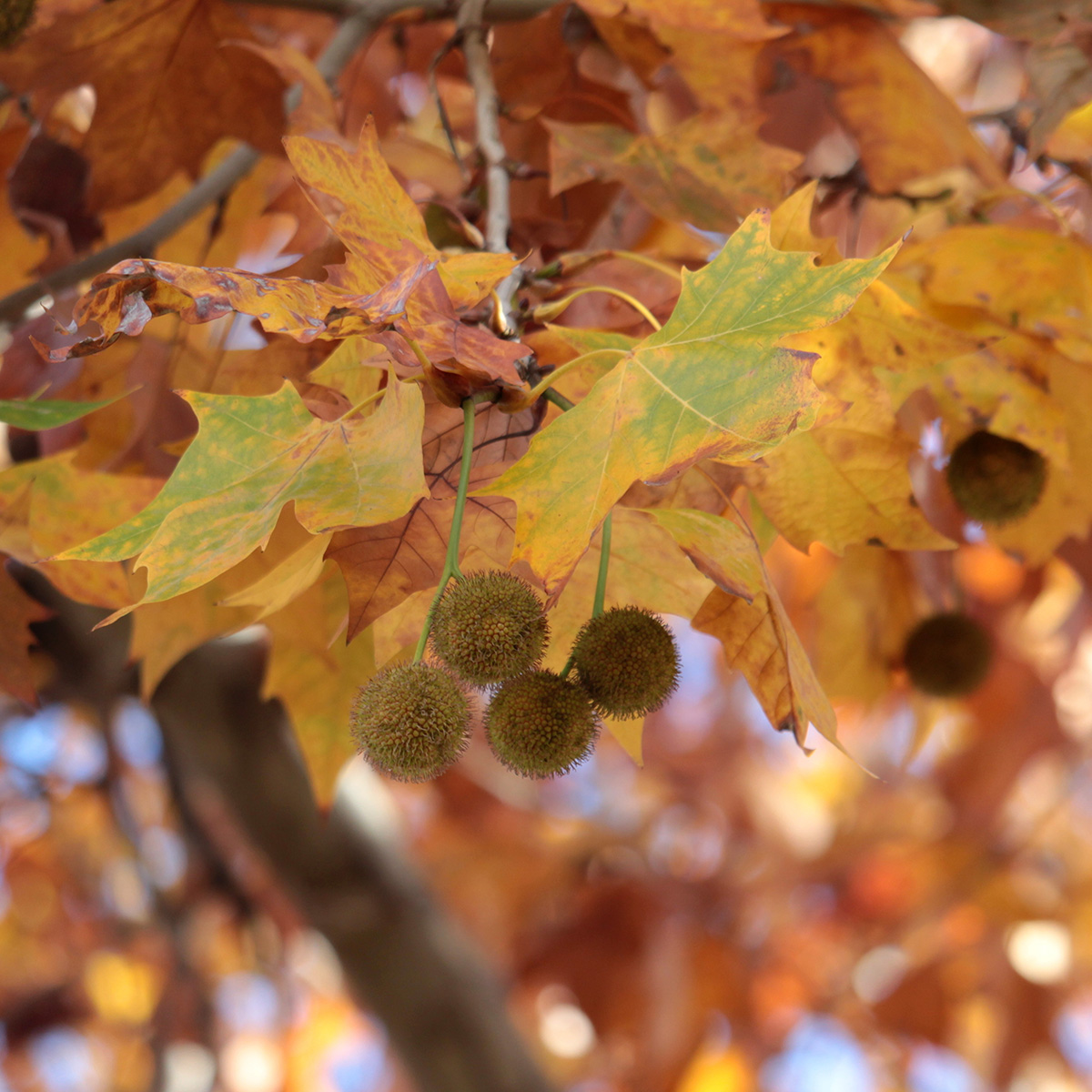 Platan Omnia Garden Platanus X Hispanica Högstam