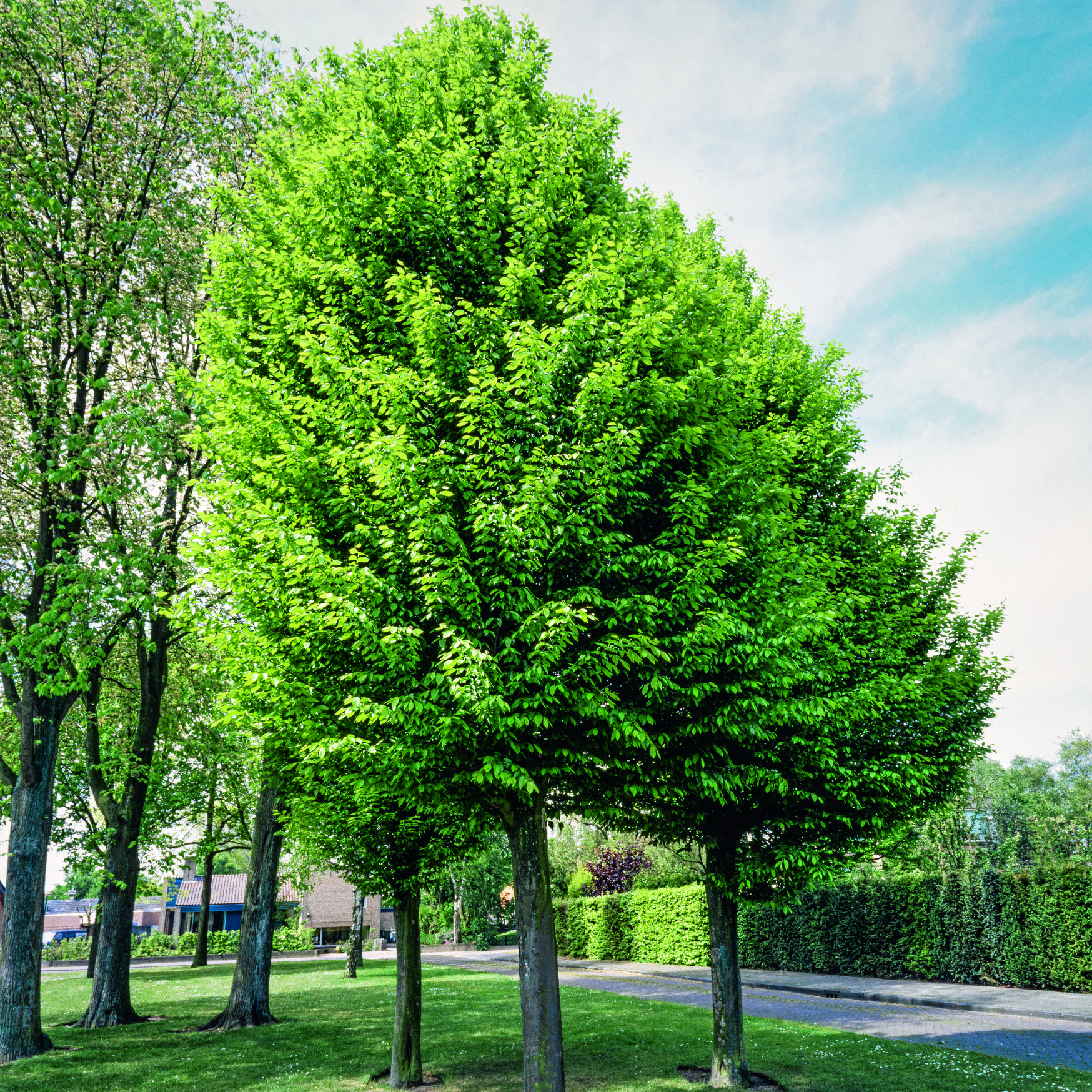 Avenbok Omnia Garden Carpinus Betulus Frans Fontaine Högstam