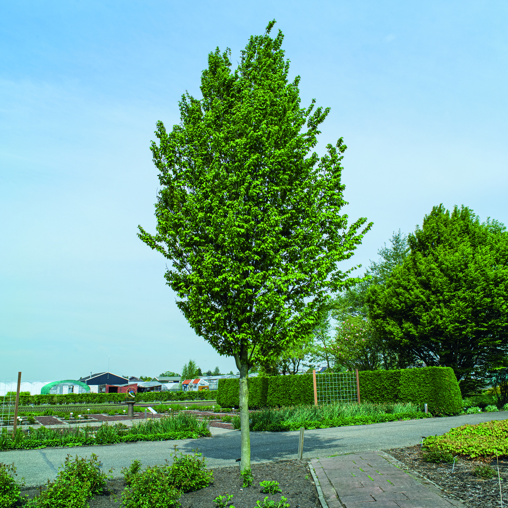 Avenbok Omnia Garden Carpinus Betulus Frans Fontaine Högstam
