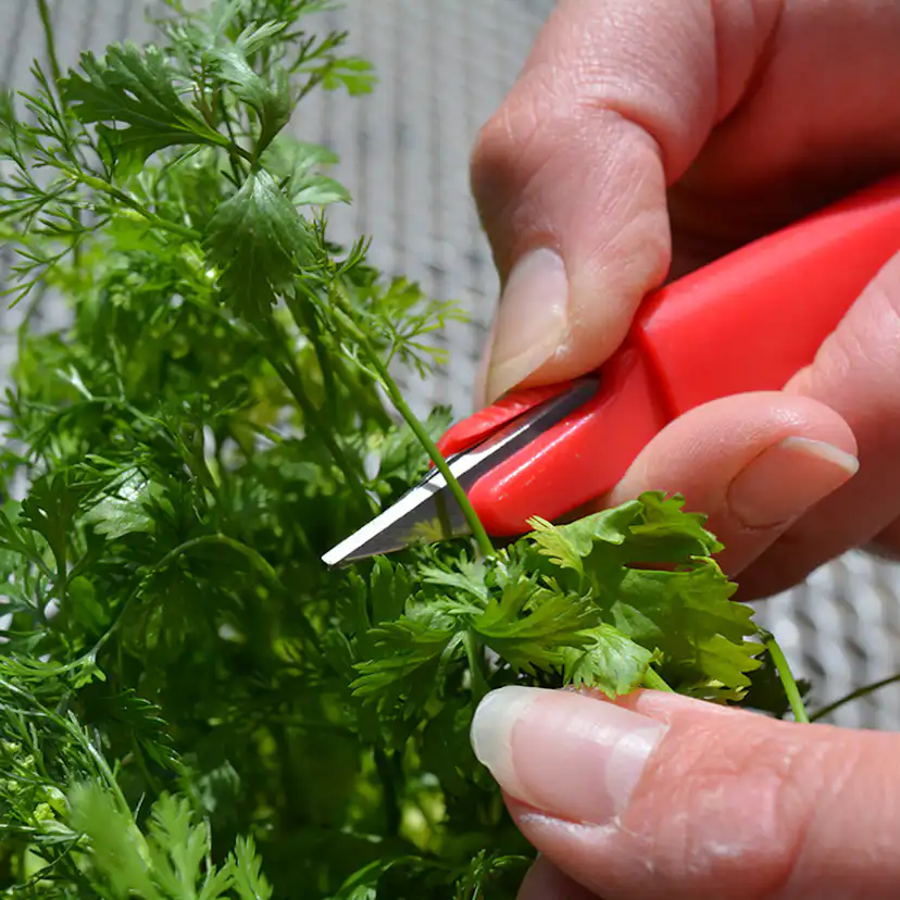 Sekatör Omnia Garden Mini Snip It Blandade Färger