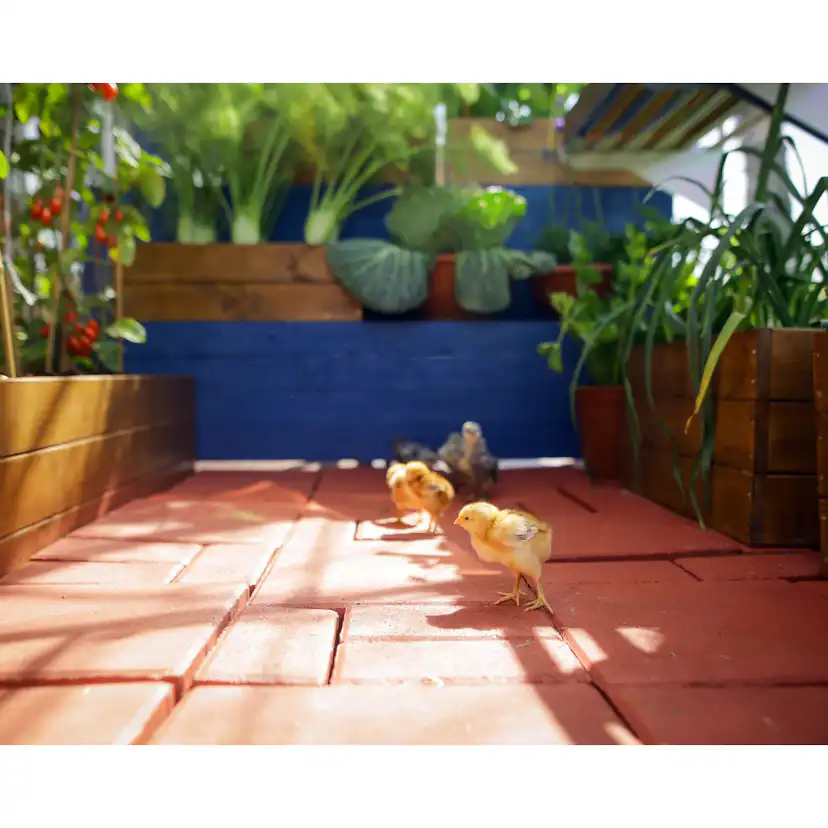 Växthus Canopia by Palram Harmony Aluminiumram med UV-Skyddad Polykarbonat & Ventilationsfönster, 2,3 m²