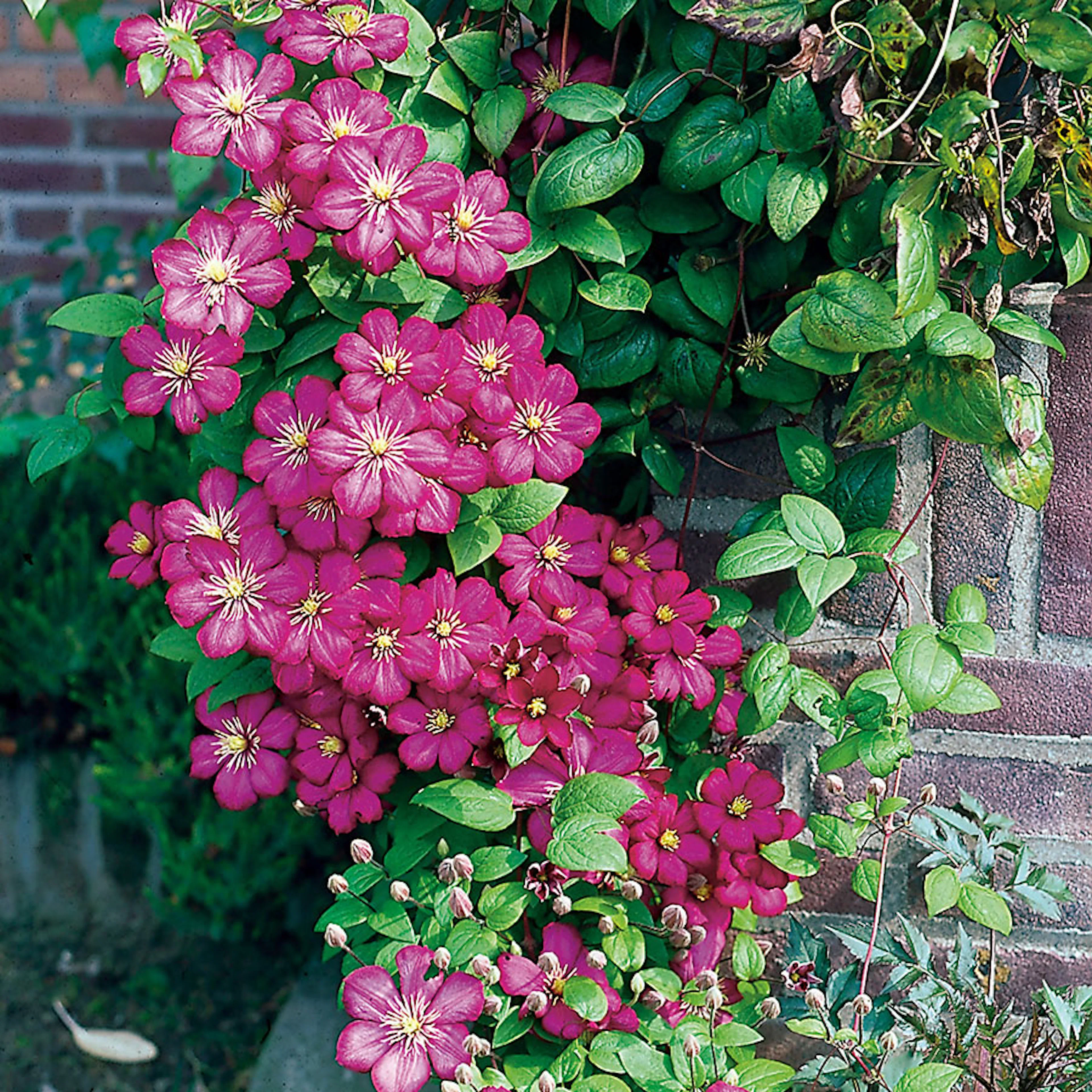 Klätterväxt Klematis Omnia Garden Ville de Lyon 40-60 cm