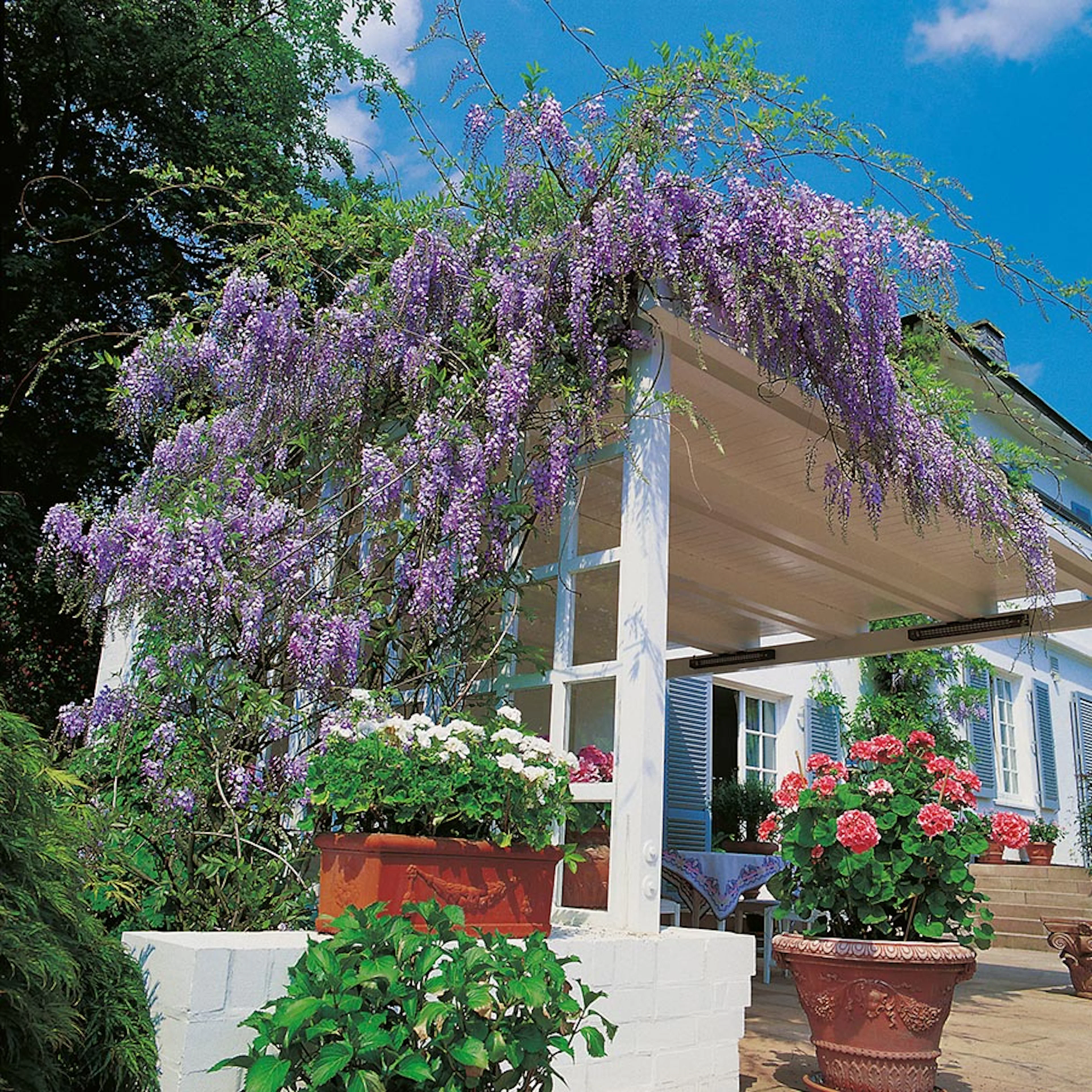 Klätterväxt Blåregn Omnia Garden Japanskt 50-80 cm