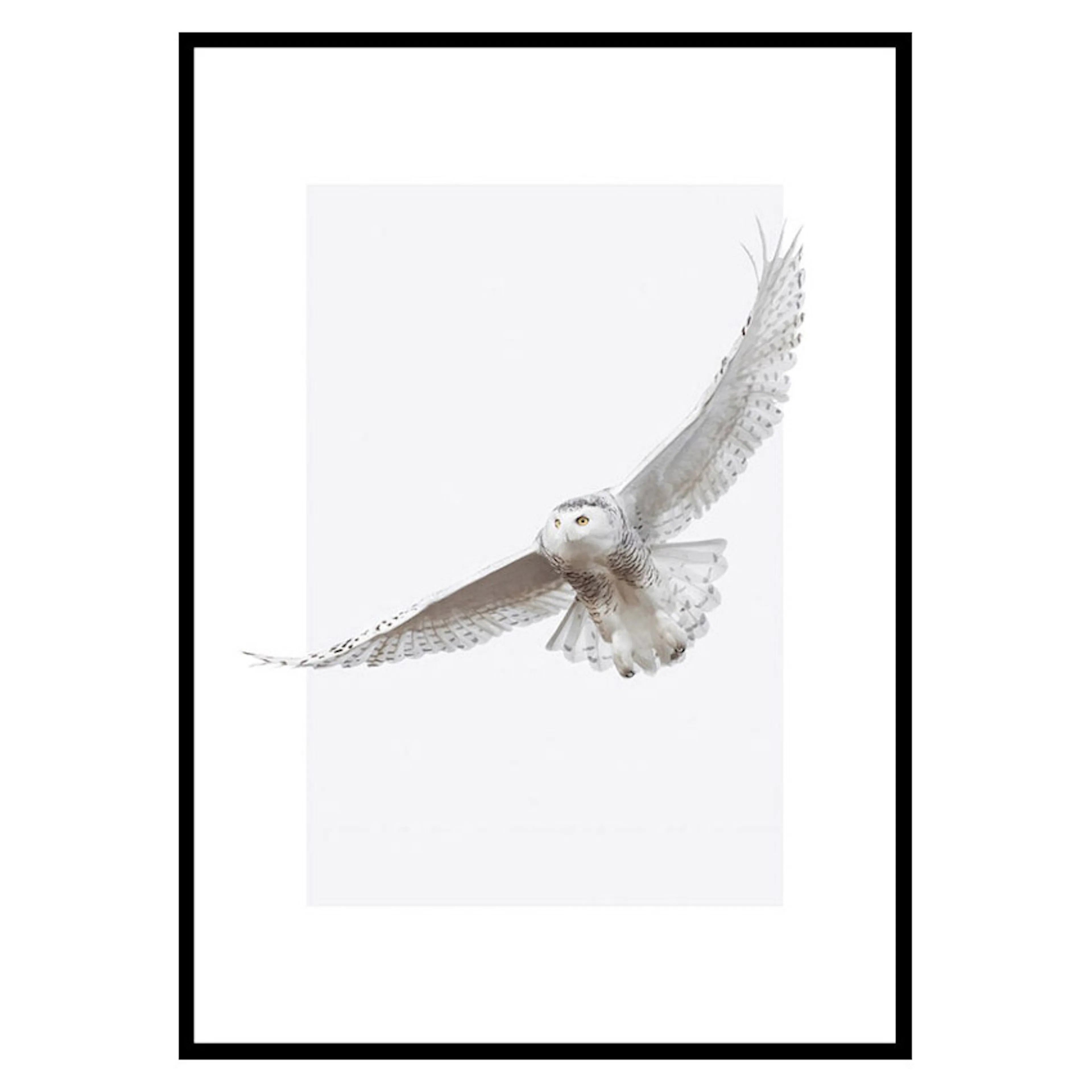 Poster Gallerix White Owl