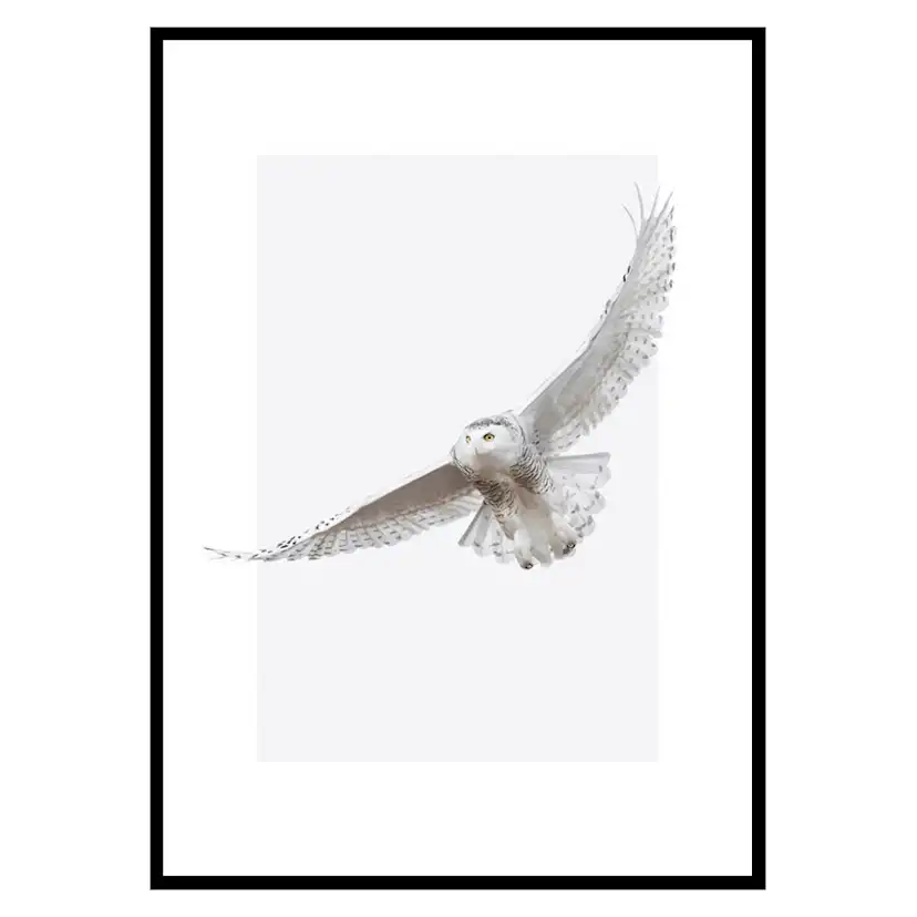 Poster Gallerix White Owl