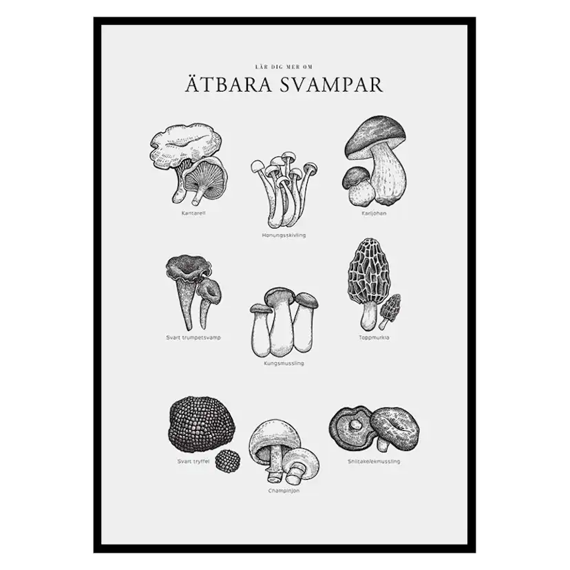 Poster Gallerix Ätbara Svampar