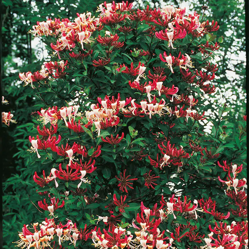 Klätterväxt Vildkaprifol Omnia Garden Lonicera Periclymenum "Serotina" 40-60 cm