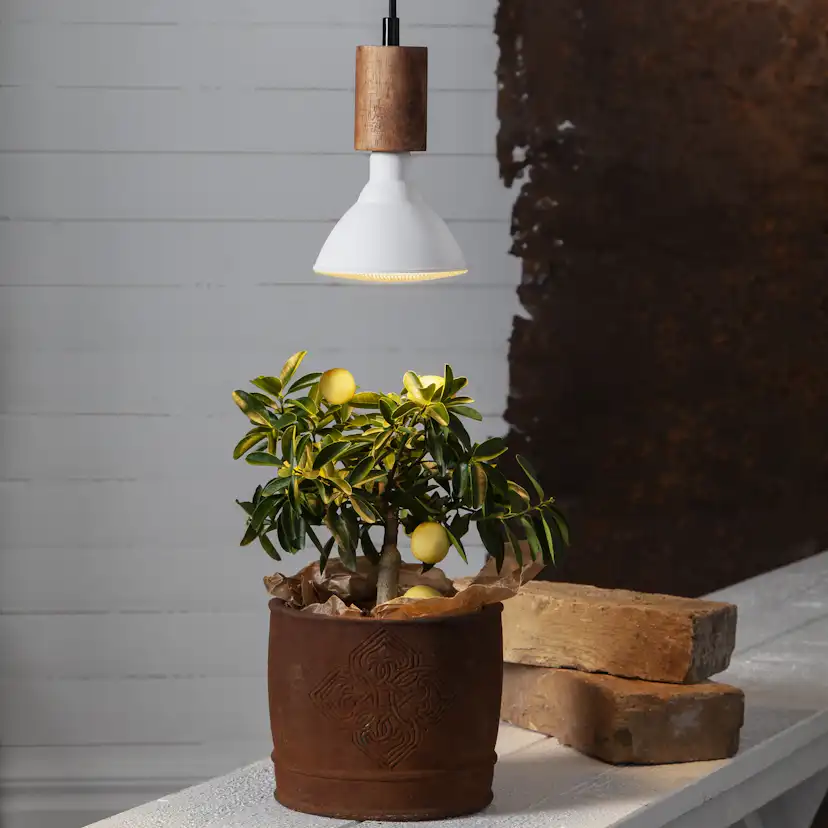 LED-lampa Star Trading E27 PAR38 Plant Light Varmvit