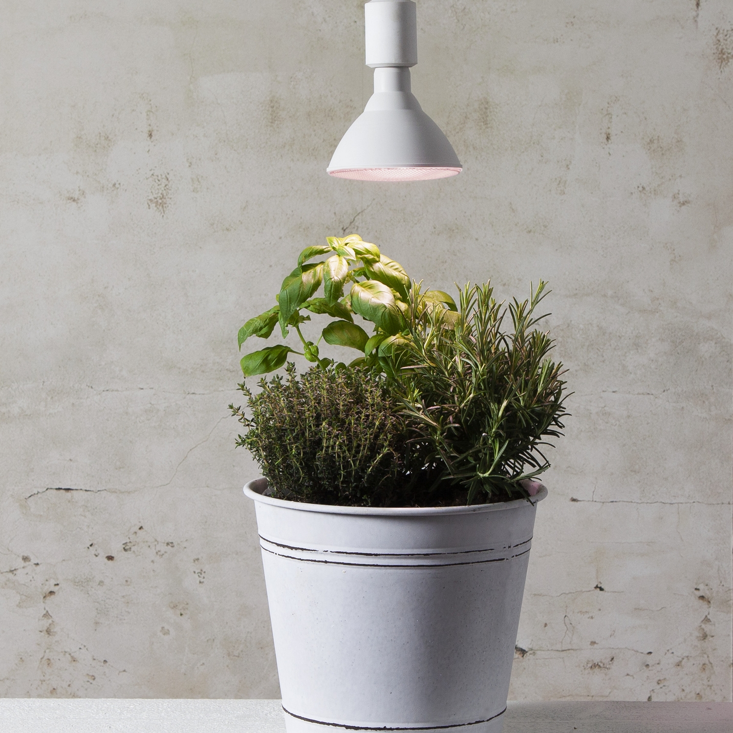 LED-lampa Star Trading E27 PAR38 Plant Light Röd