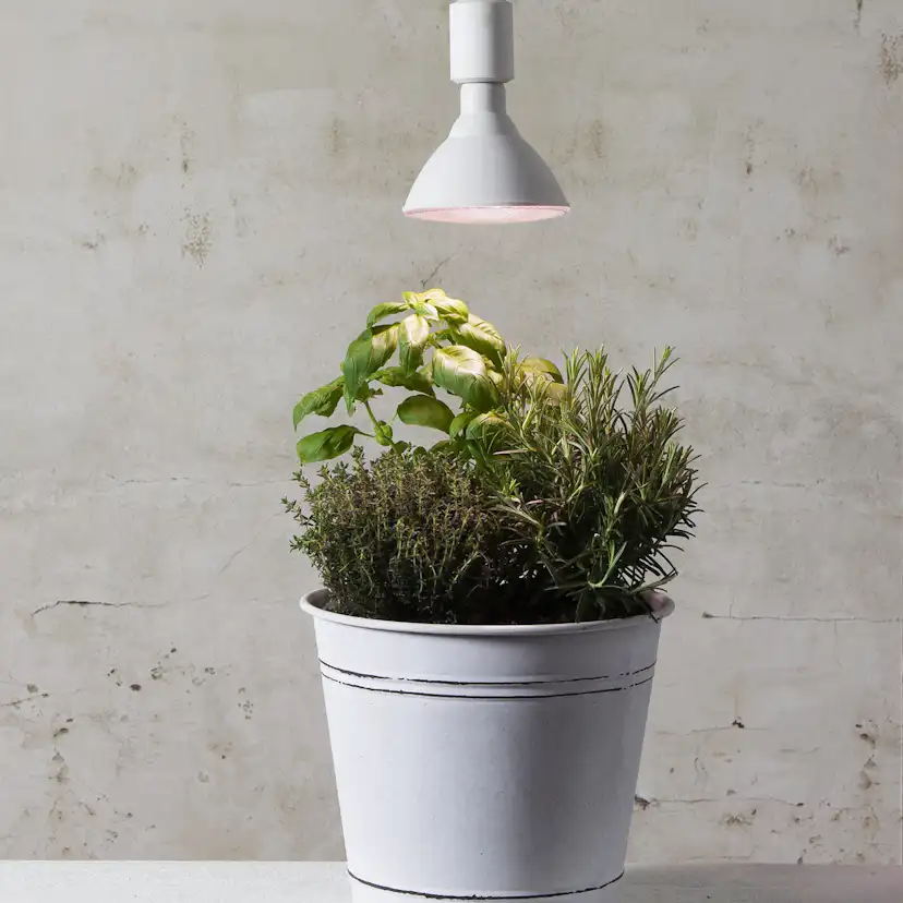 LED-lampa Star Trading E27 PAR38 Plant Light Röd