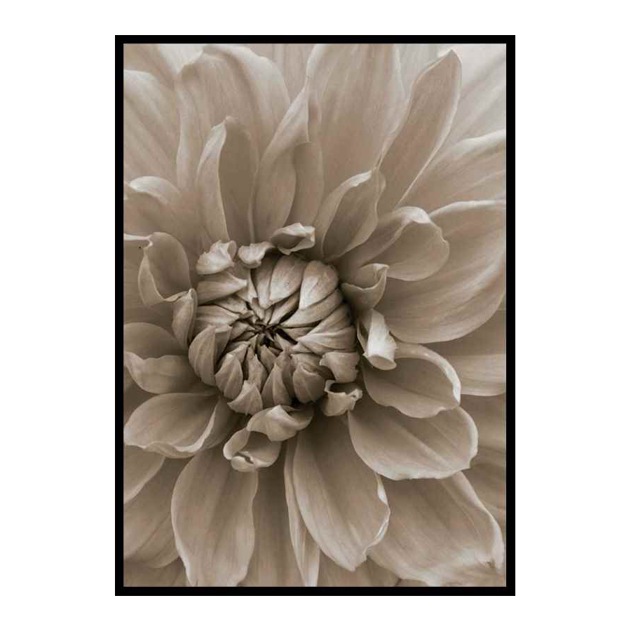 Poster Gallerix Autumn Dahlia
