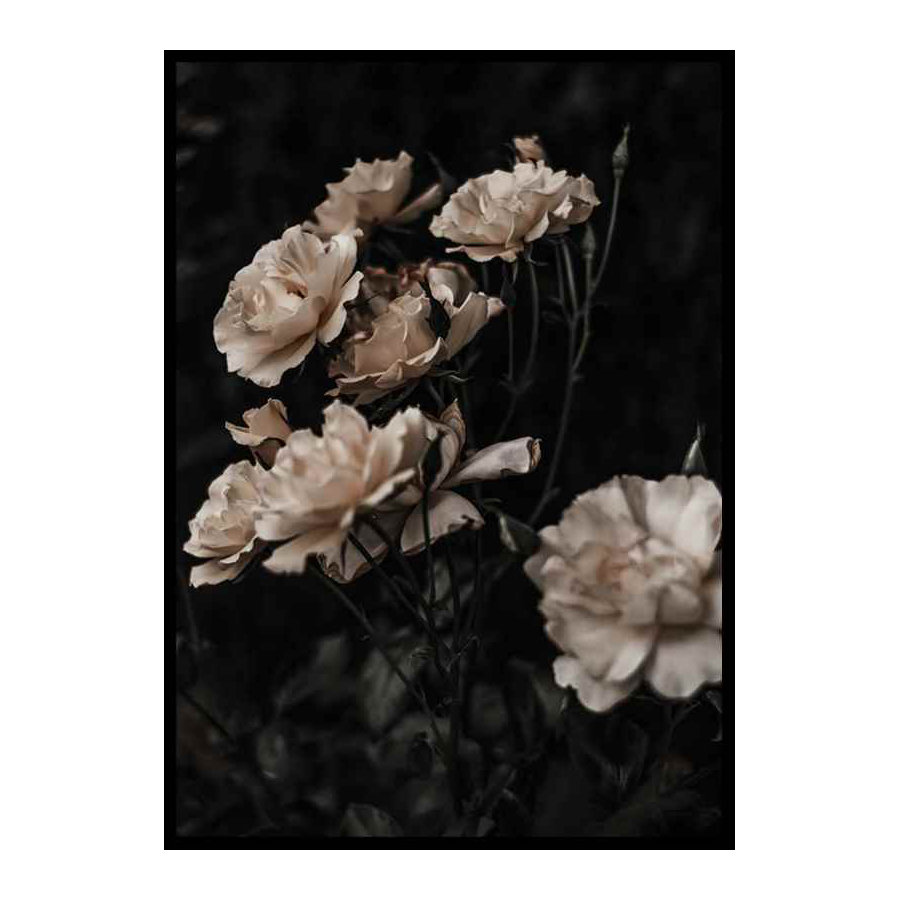 Poster Gallerix Dark White Roses