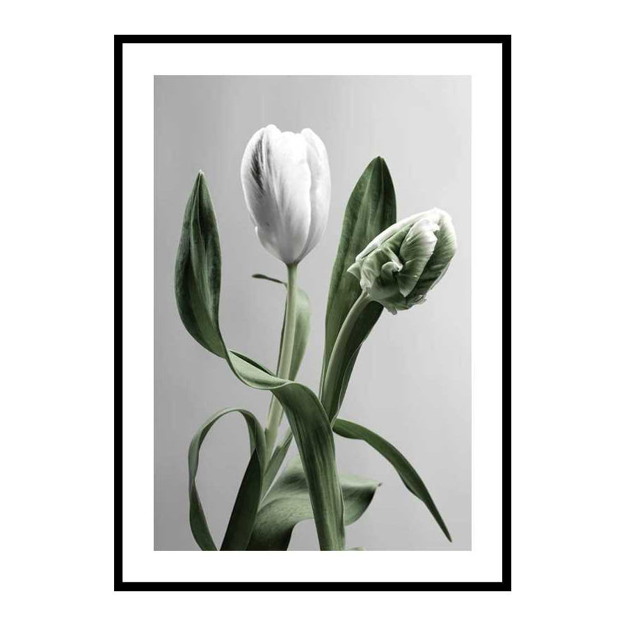Poster Gallerix Tulip Flower