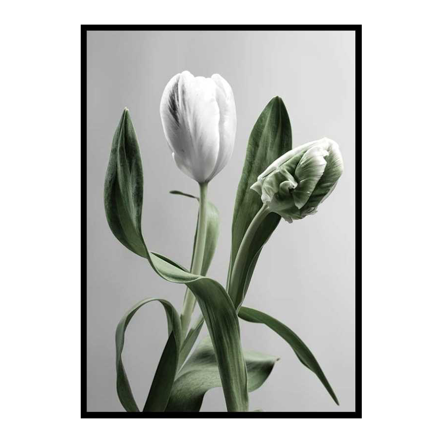Poster Gallerix Tulip Flower