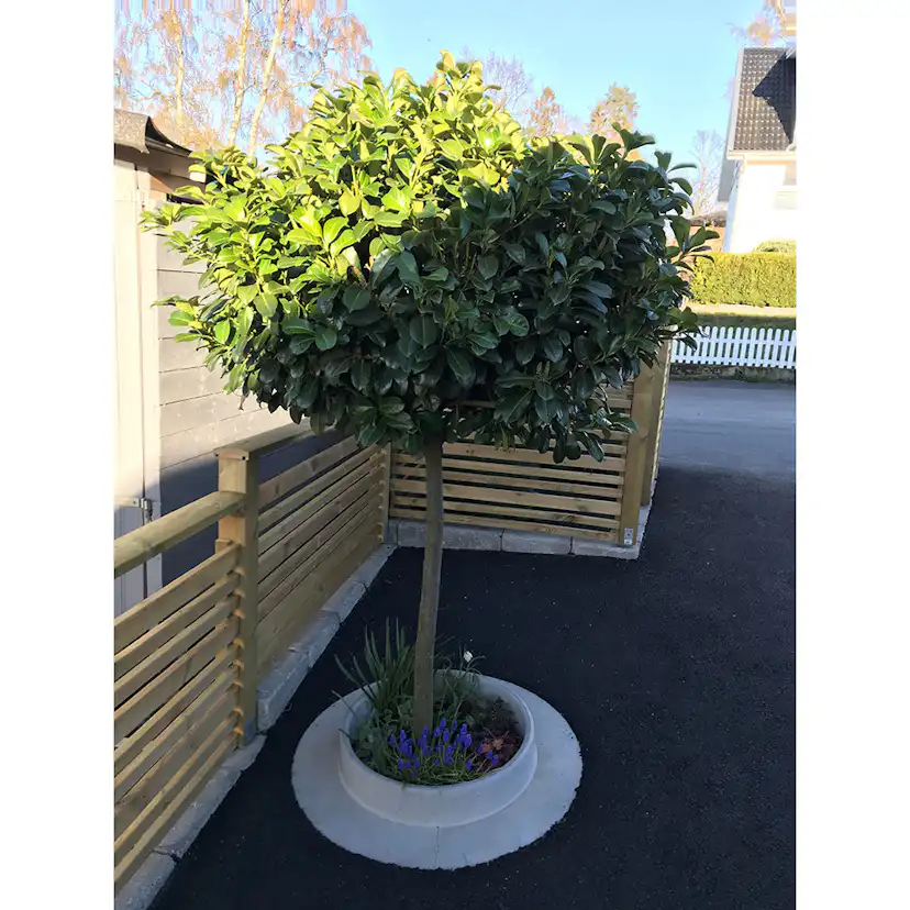 Planteringsring Design Björn Lidbrandt Domsand Betong 100 cm