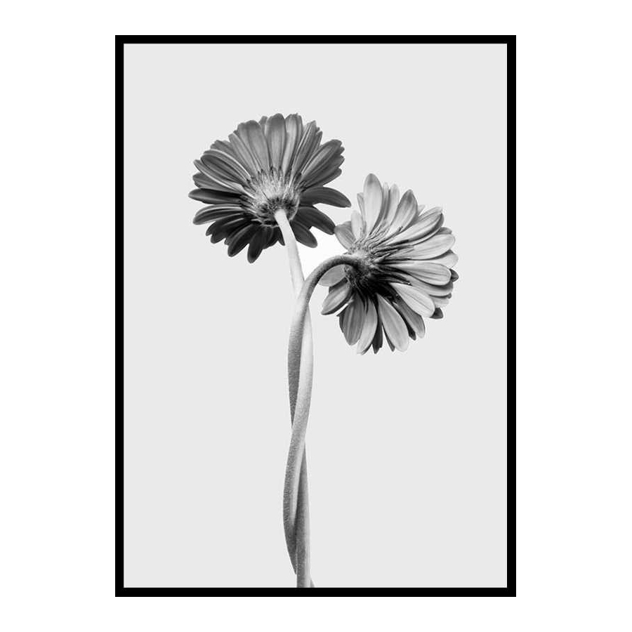 Poster Gallerix Daisies Intertwined