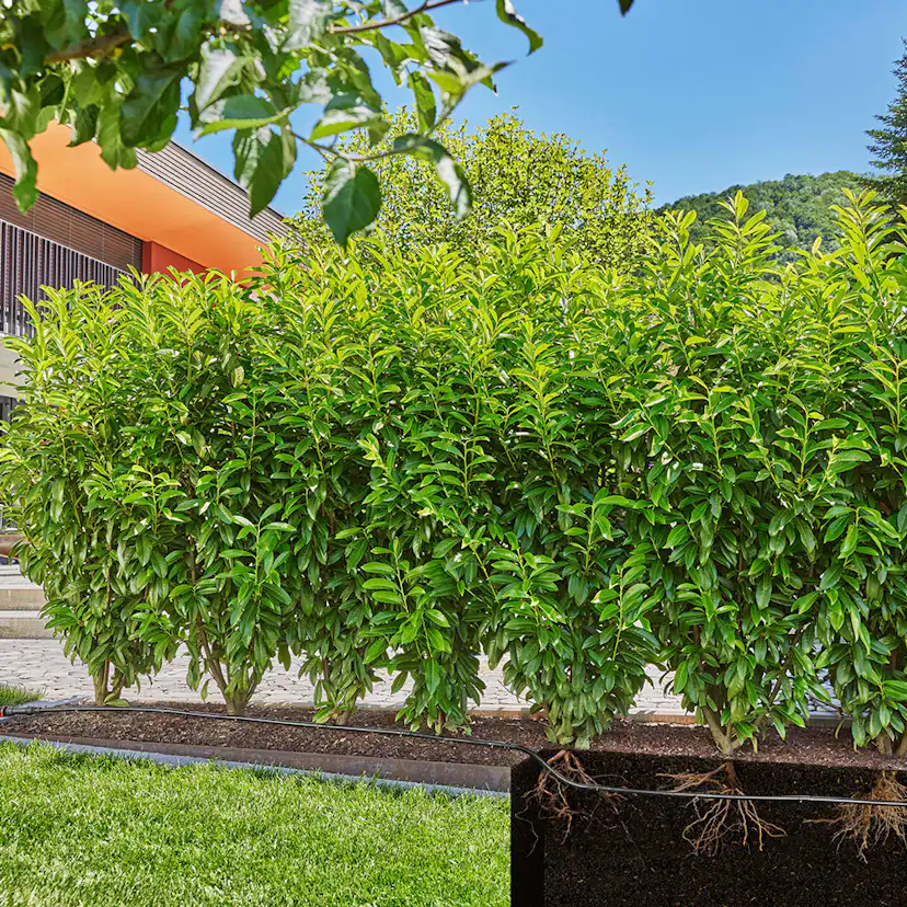 Startset Gardena Micro-Drip Buskar/Häckar 50 m Komplett