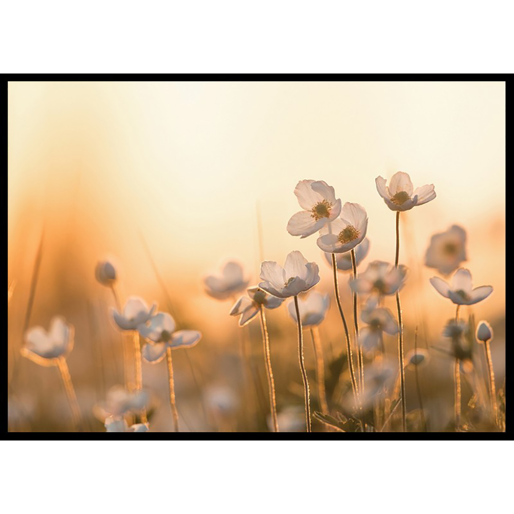 Poster Gallerix Wild Anemone In Sunset
