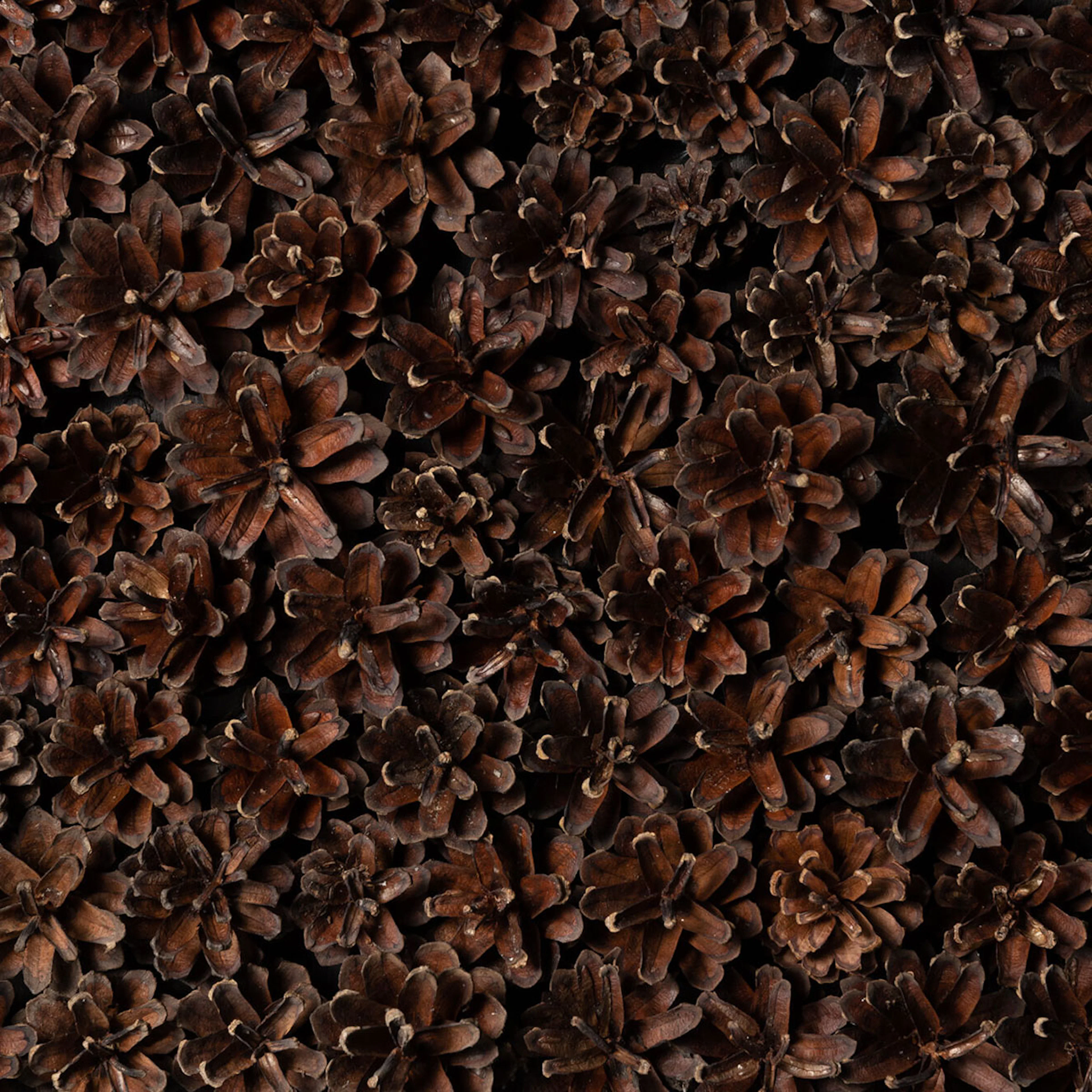 Väggpanel Emotionwood Pinecones