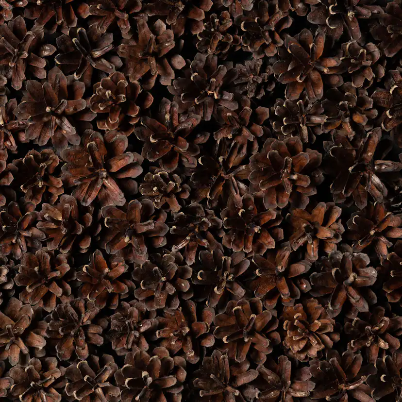 Väggpanel Emotionwood Pinecones