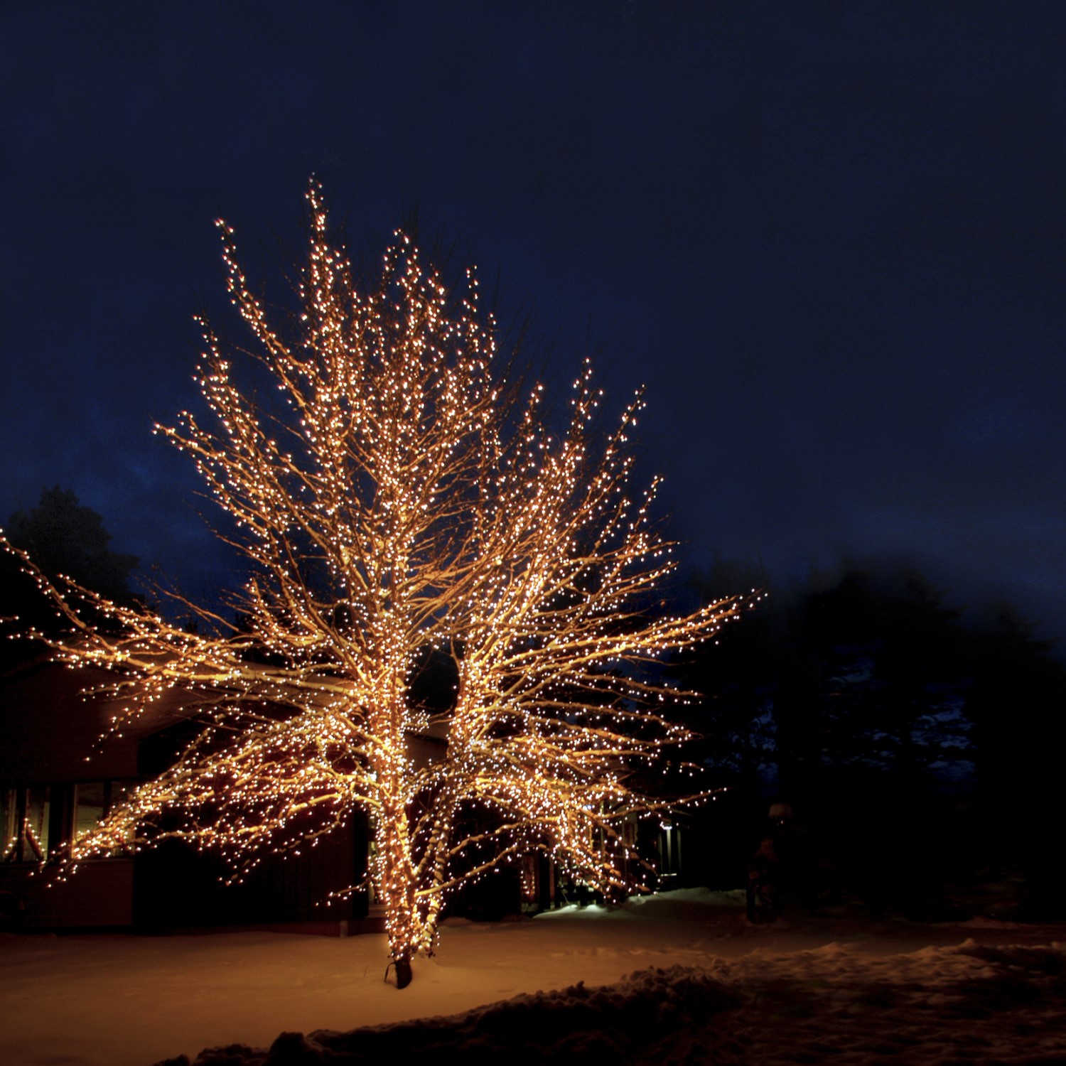 Ljusslinga Star Trading Start System Expo