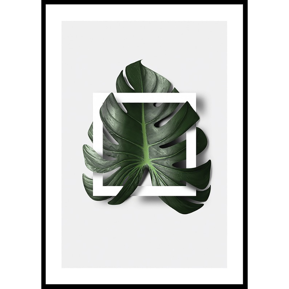 Poster Gallerix Monstera Boxed
