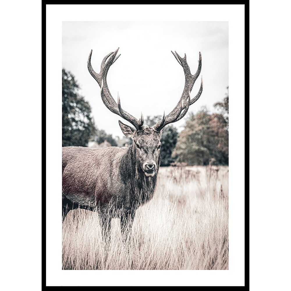 Poster Gallerix Wild Stag