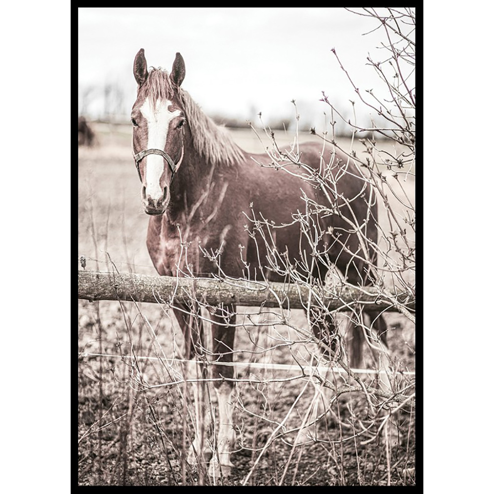 Poster Gallerix One Brown Horse