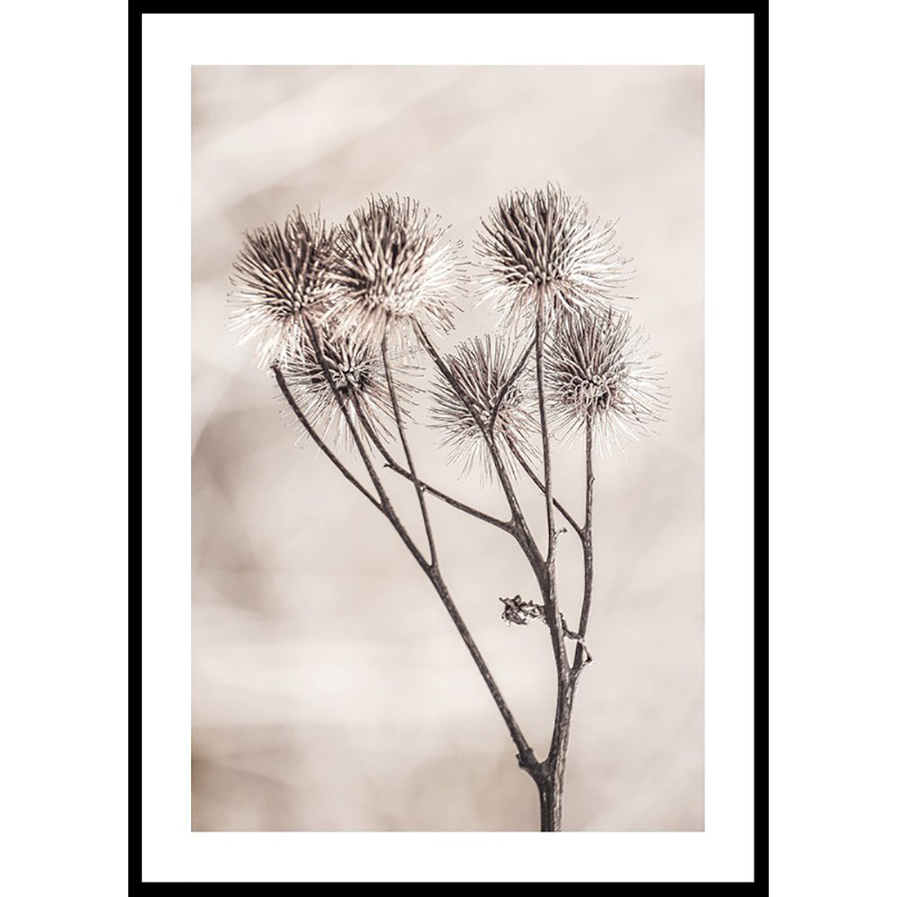 Poster Gallerix Dried Flower Sprig