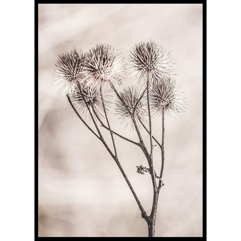 Poster Gallerix Dried Flower Sprig