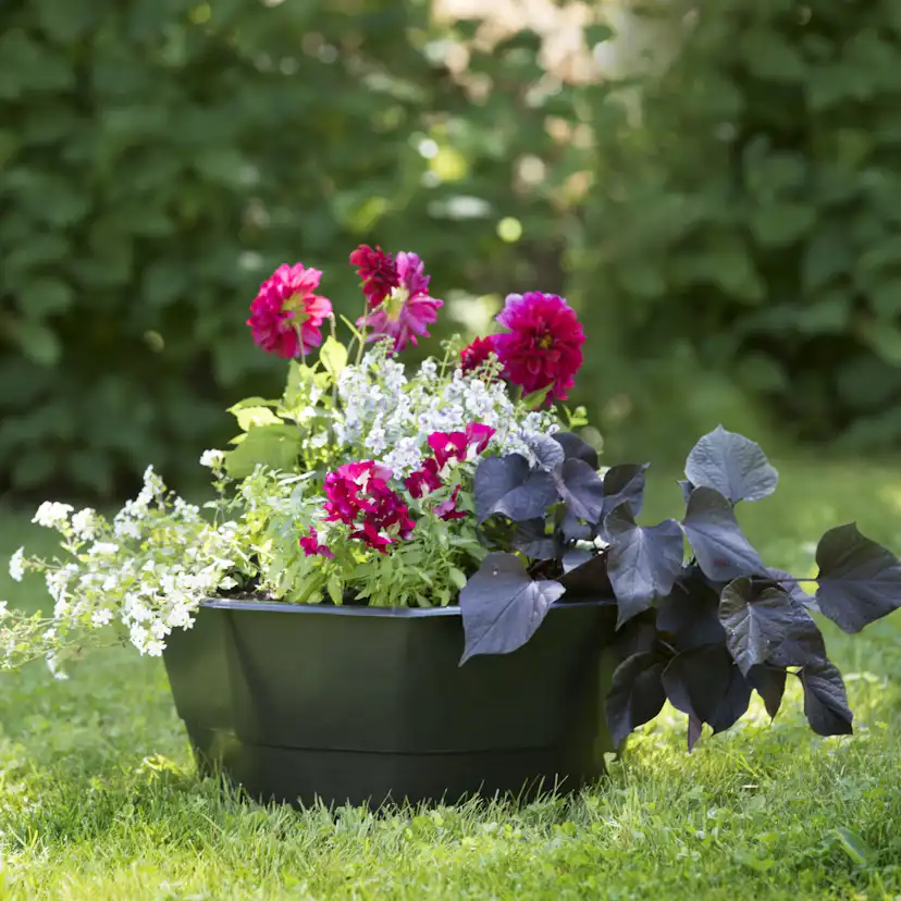 Växttråg Biolan 16 L