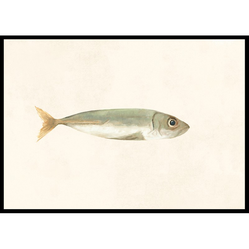 Poster Gallerix Colored Sardine