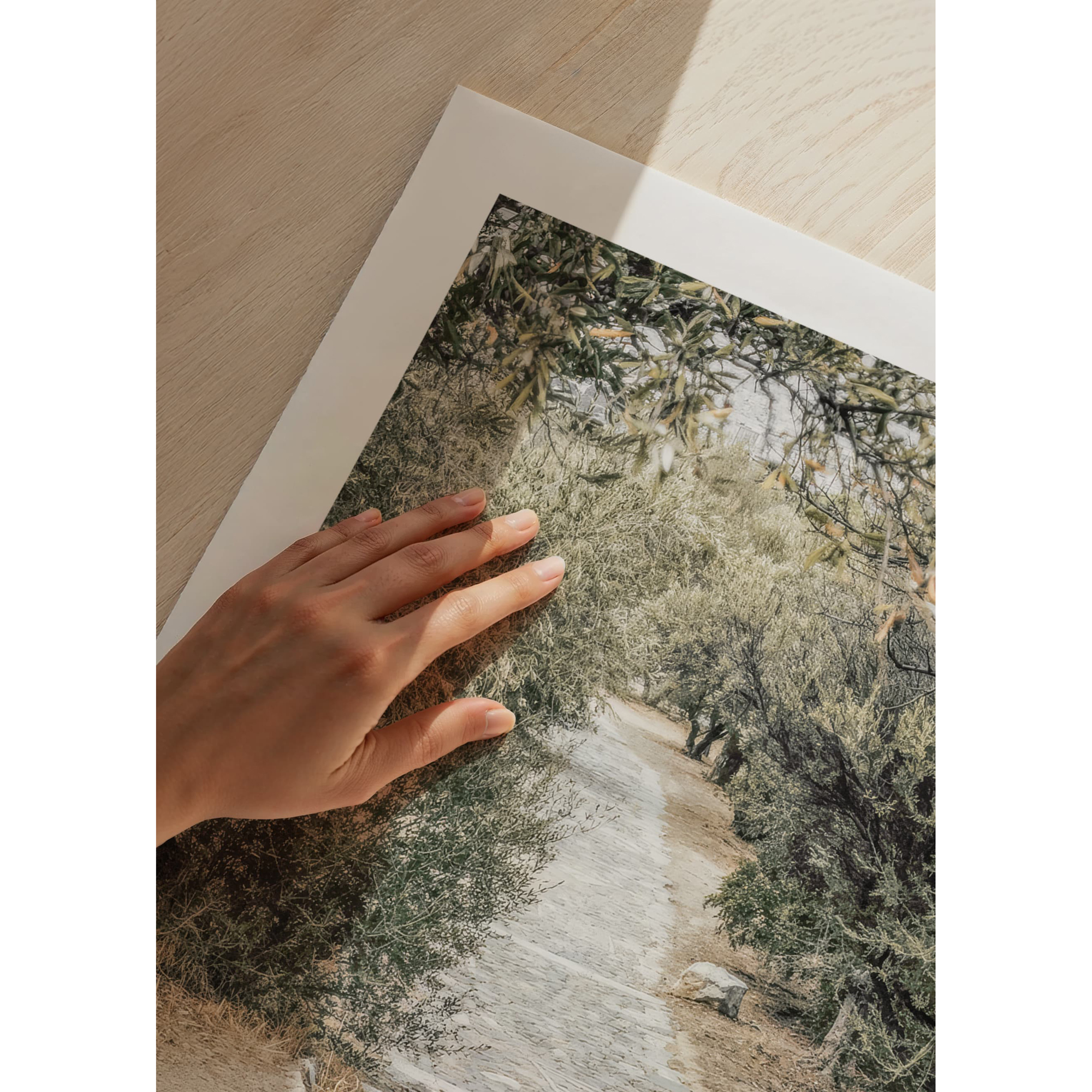 Poster Gallerix Olive Tree Garden