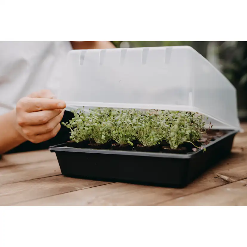 Drivhus Nelson Garden Mini Air Med Brätte & Plugg 24x38cm