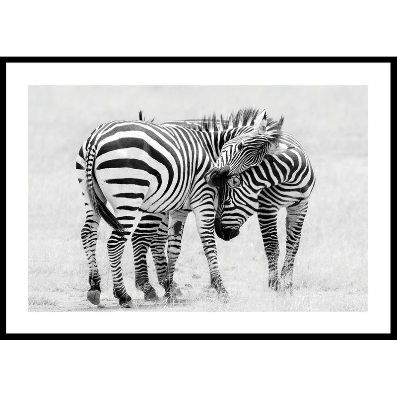 Poster Gallerix Zebras B&W