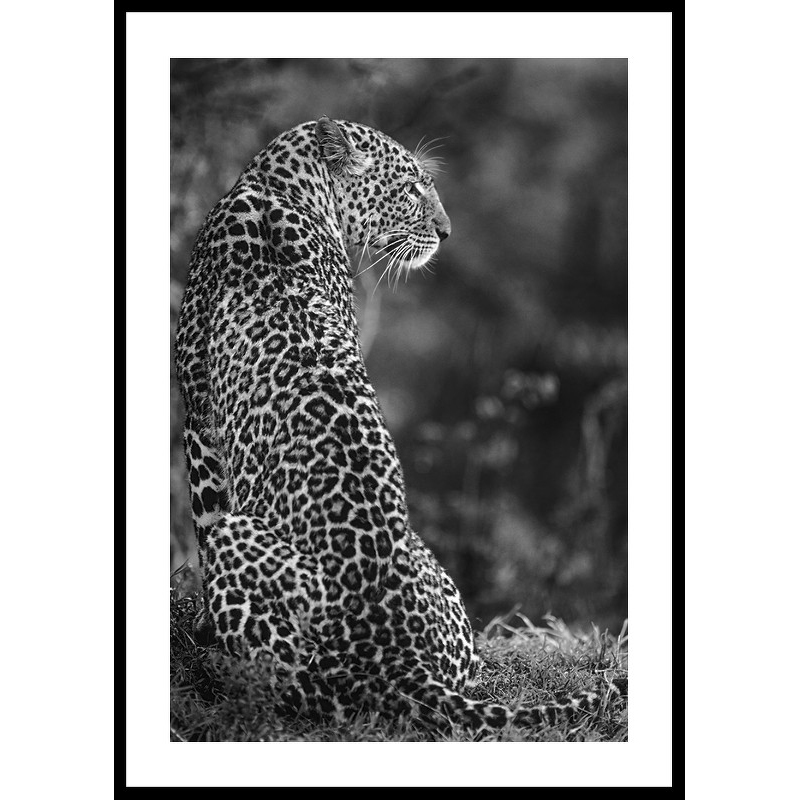 Poster Gallerix Jaguar B&W