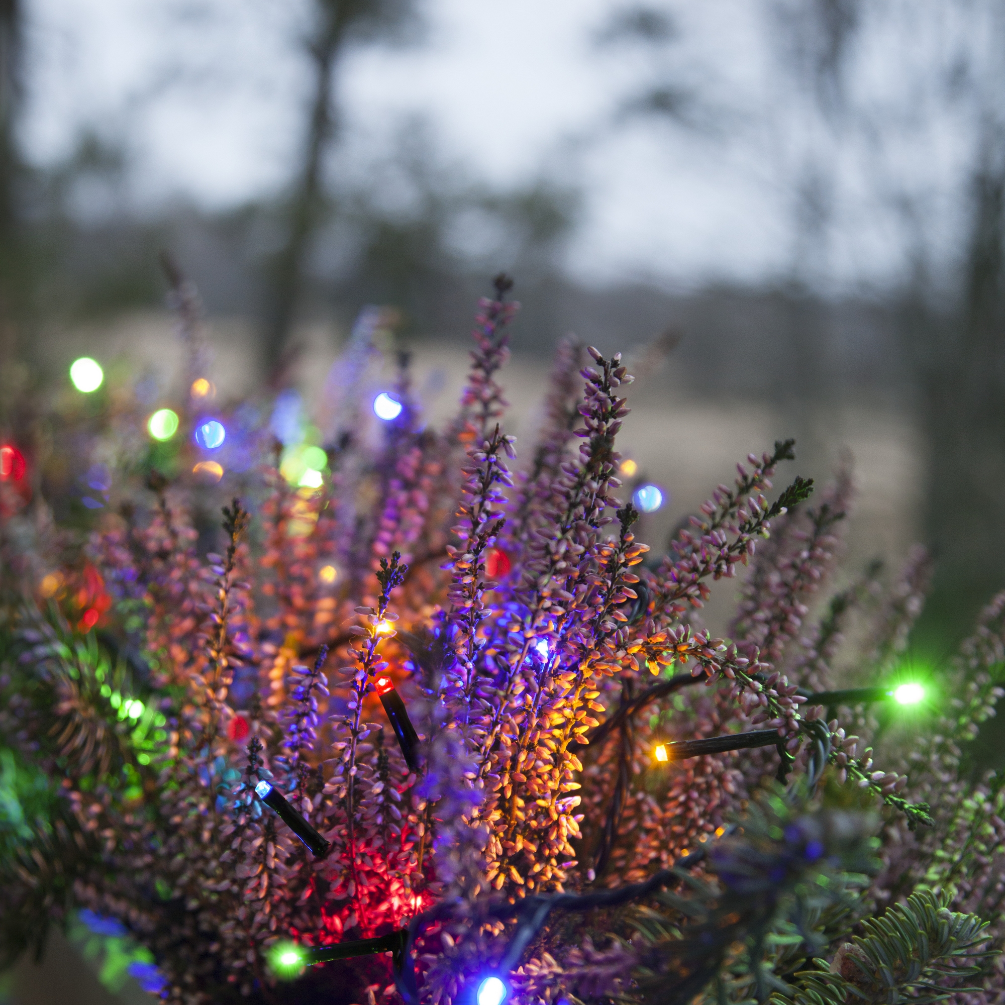 Ljusslinga Star Trading Serie MicroLED Svart