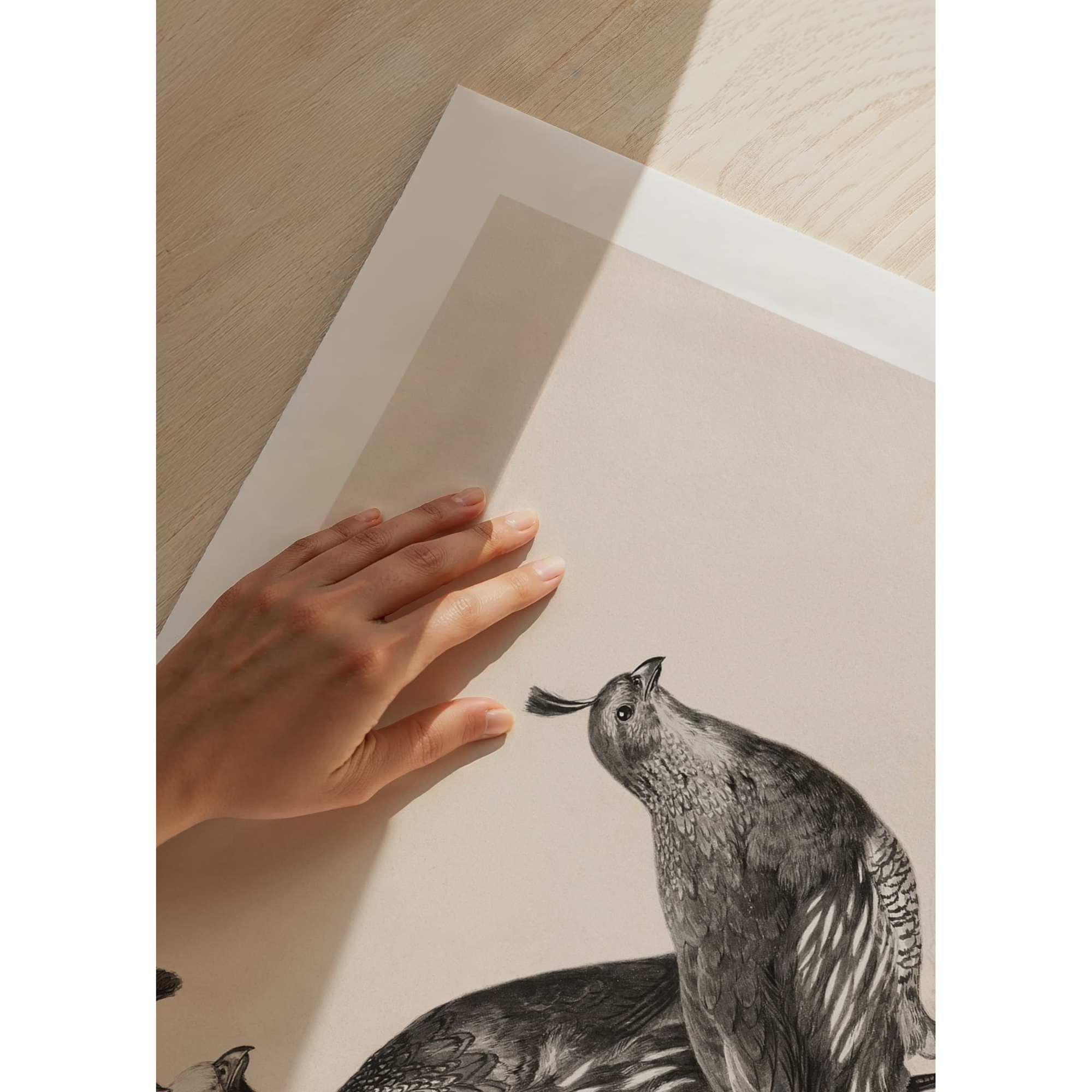 Poster Gallerix Gamble Quail By Charles Christian Nahl