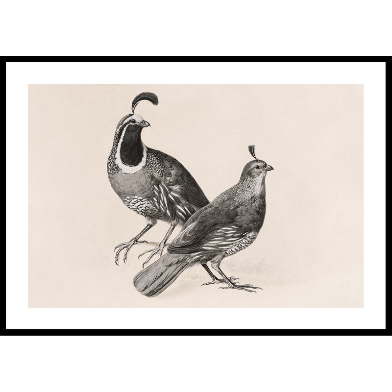 Poster Gallerix Gamble Quail By Charles Christian Nahl