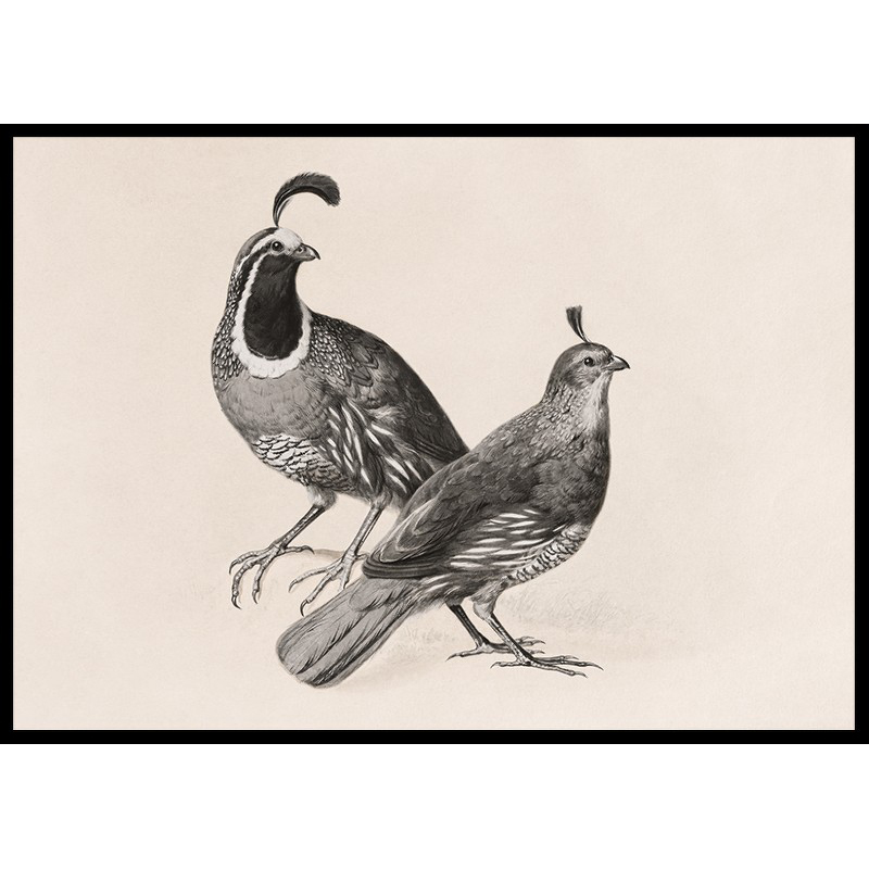 Poster Gallerix Gamble Quail By Charles Christian Nahl