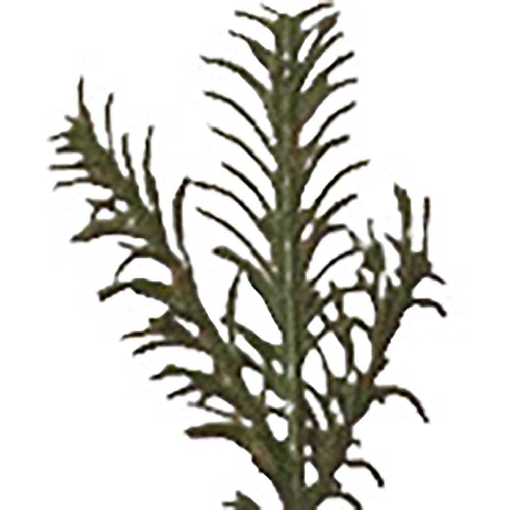 Plastgran Star Trading Enedal