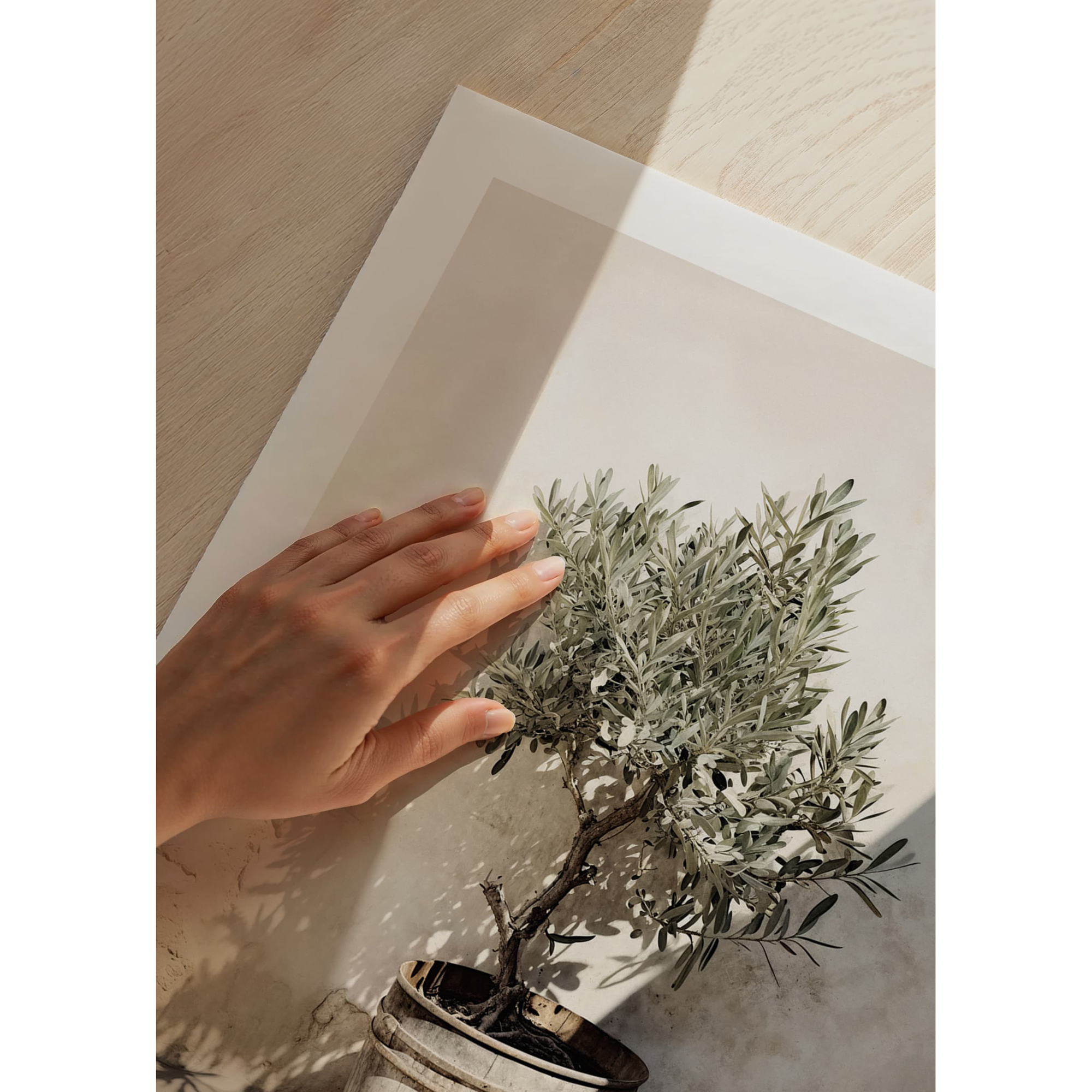 Poster Gallerix Olive Tree Mediterranean No2