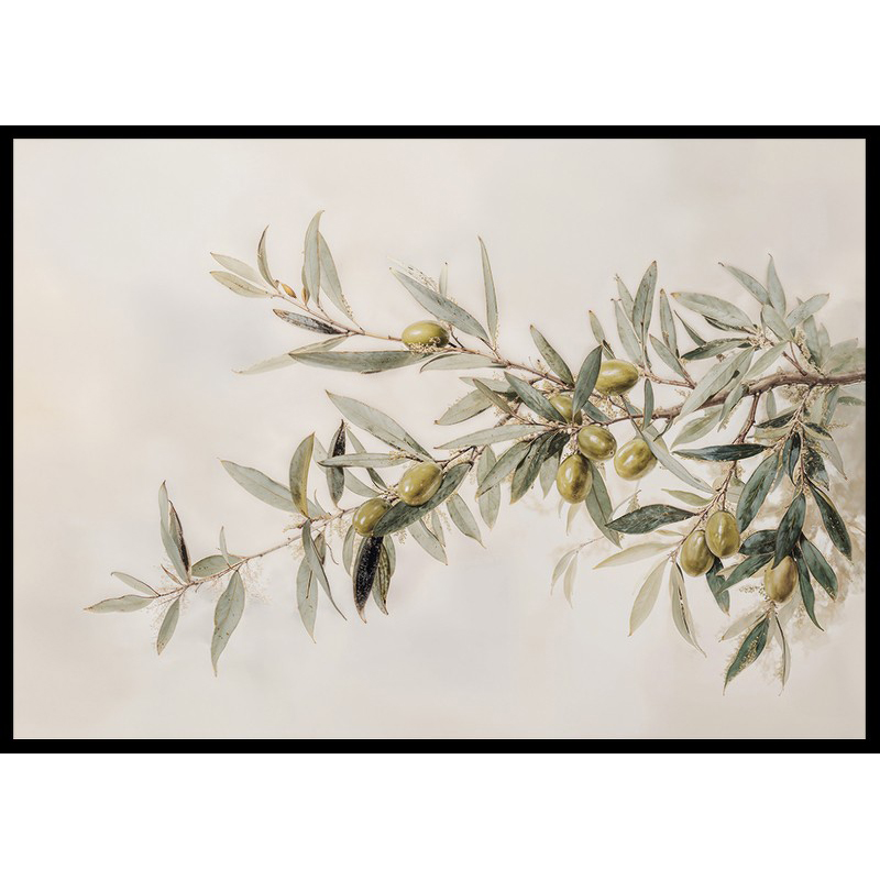 Poster Gallerix Olive Branch Aquarelle